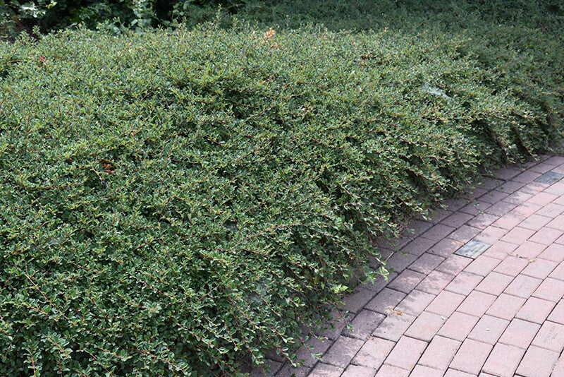 Cotoneaster dammeri (Dwergmispel)