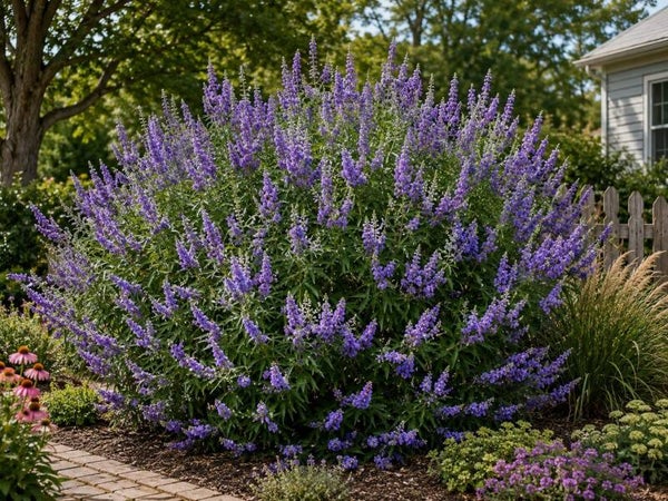 Vitex agnus - castus (Monnikenpeper)