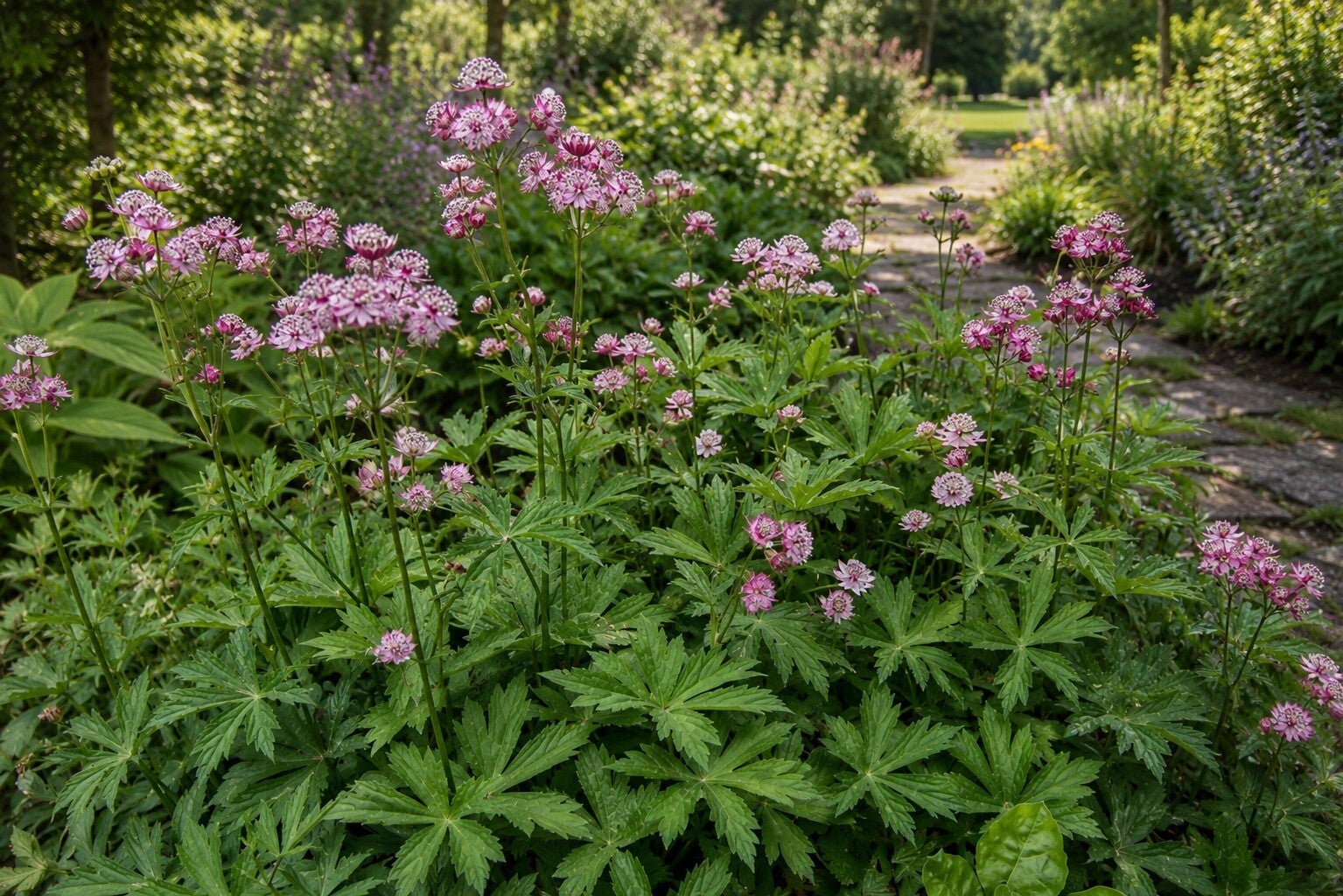 Astrantia major 'Rubra' (Zeeuws knoopje)