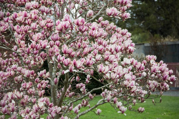 Magnolia 'Soulangeana' (Beverboom)