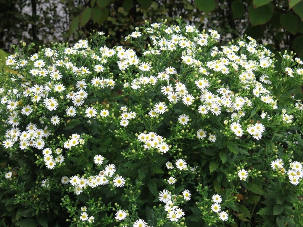 Aster ageratoides 'Ashvi' (Herfstaster)