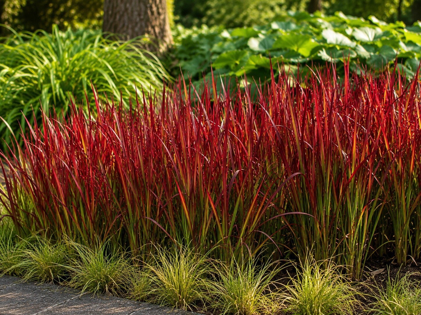 Imperata cylindrica 'Red Baron' (Japans bloedgras)