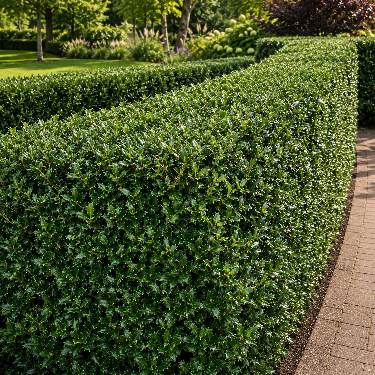Osmanthus heterophyllus (schijnhulst)