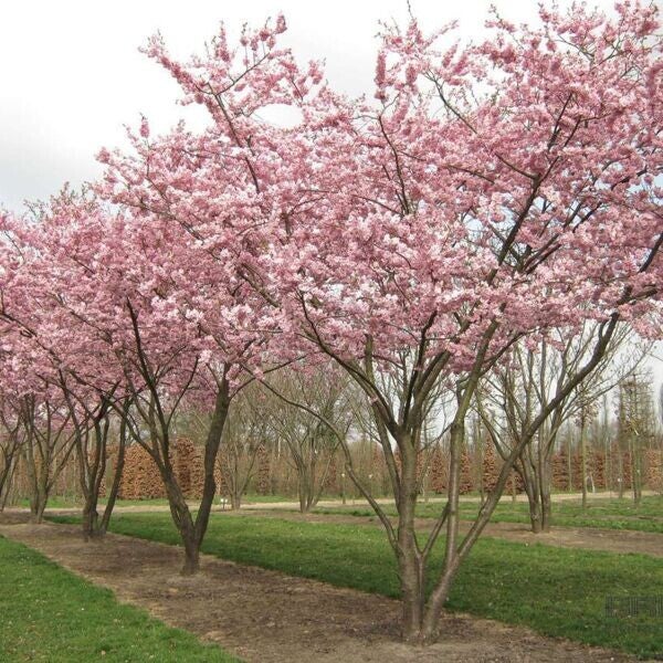 Prunus 'Accolade' (Sierkers)