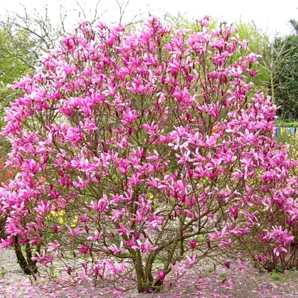 Magnolia 'Susan' (Beverboom)