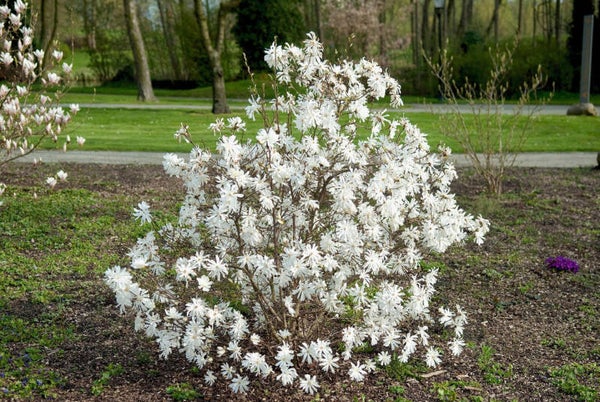 Magnolia stellata (Stermagnolia)