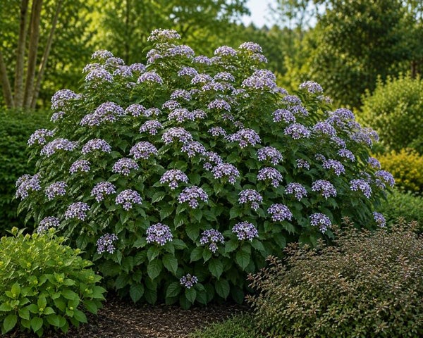 Hydrangea aspera 'Macrophylla' (Fluweelhortensia)