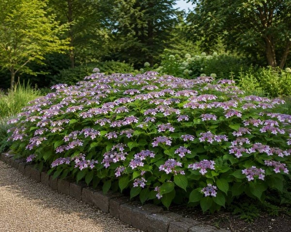 Hydrangea serrata 'Bluebird' (Japanse berghortensia)