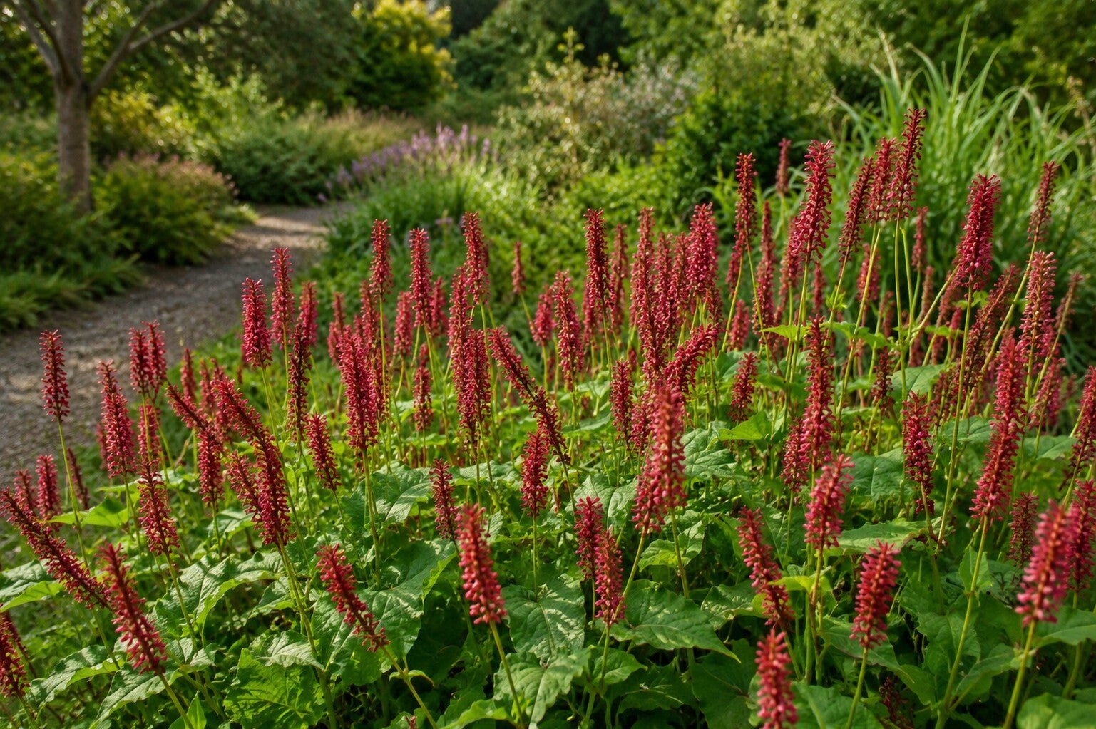 Persicaria amplexicaulis 'Taurus' (Knoopkruid)