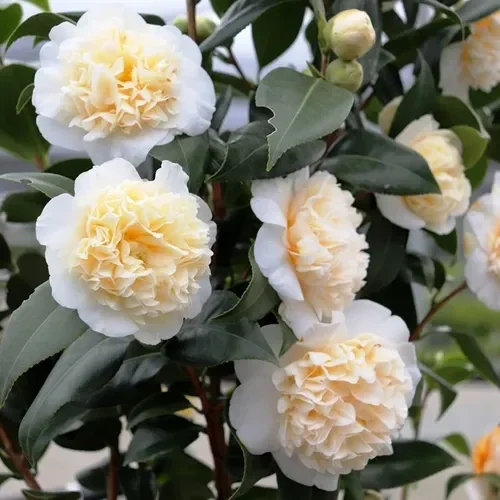 Camellia japonica 'Brushfield's Yellow' (Japanse roos)