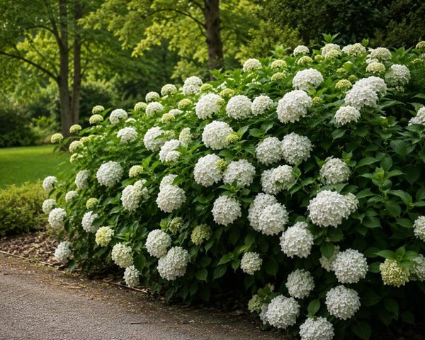 Hydrangea macrophylla 'Mme. Emile Mouilère' (Boerenhortensia)