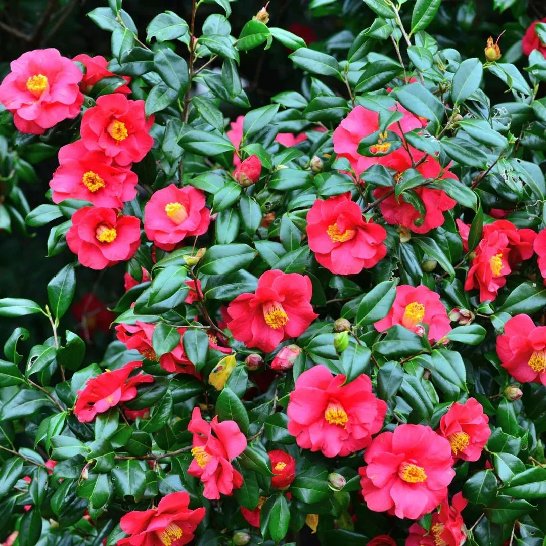 Camellia japonica 'Dr. King' (Japanse roos)