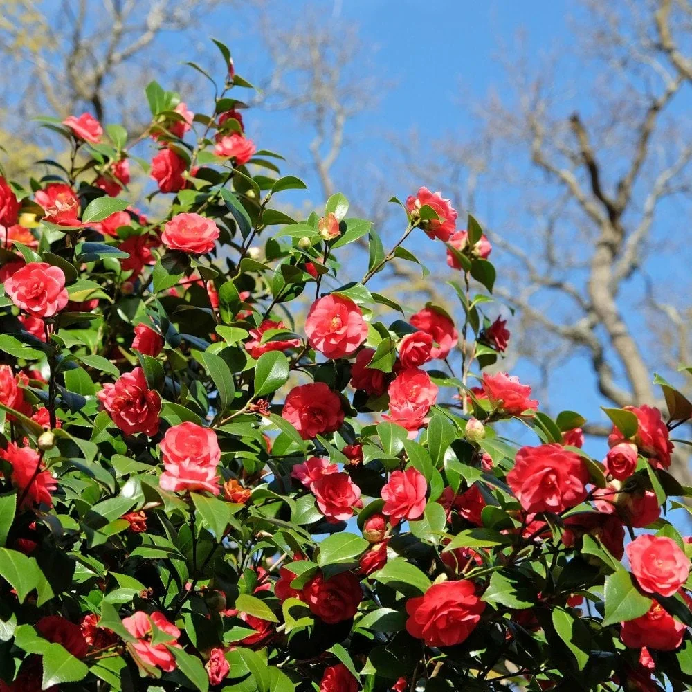 Camellia japonica 'Lady Campbell' (Japanse roos)