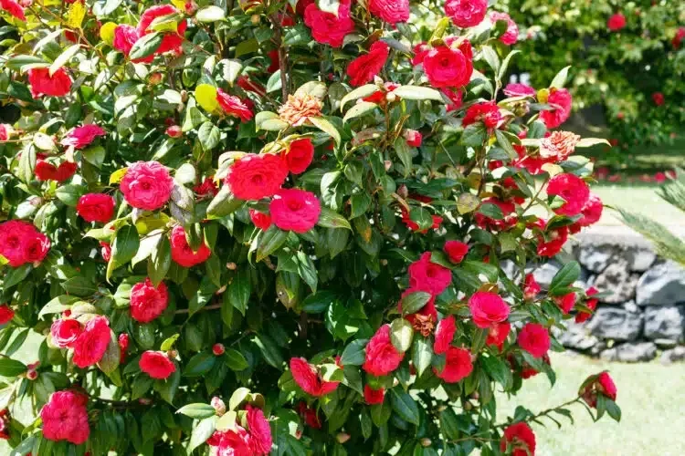 Camellia japonica 'Princess Baciocchi' (Japanse roos)