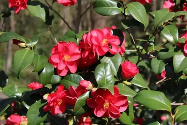 Camellia reticulata 'Mary Williams' (Japanse roos)