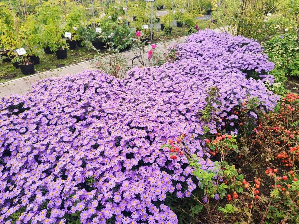 Aster dumosus 'Professor Anton Kippenberg' (Herfstaster)