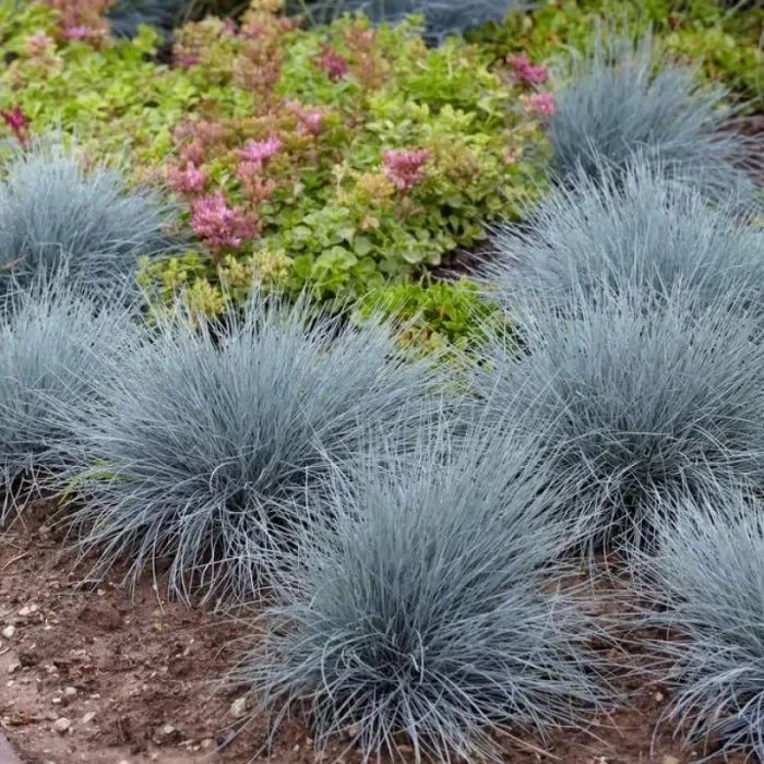 Festuca glauca 'Elijah Blue' (Blauw schapengras)