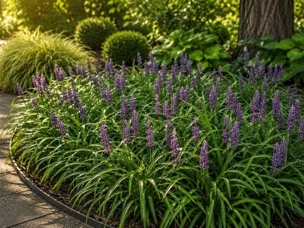 Liriope muscari 'Moneymaker' (Leliegras)