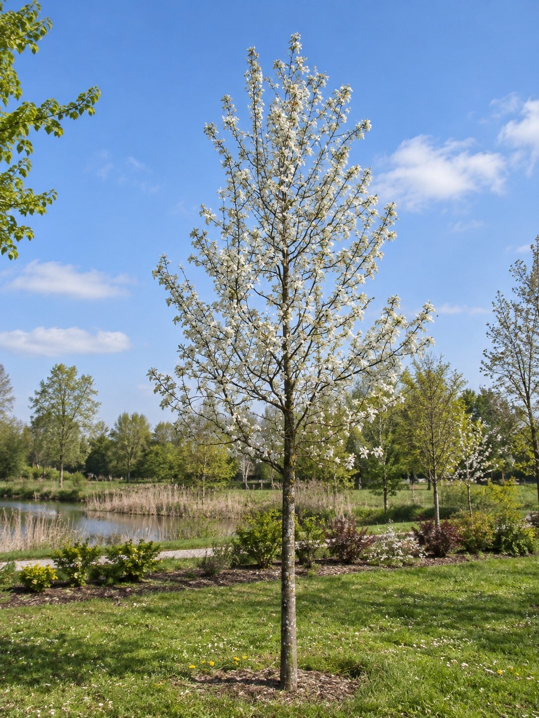 Magnolia kobus (beverboom)