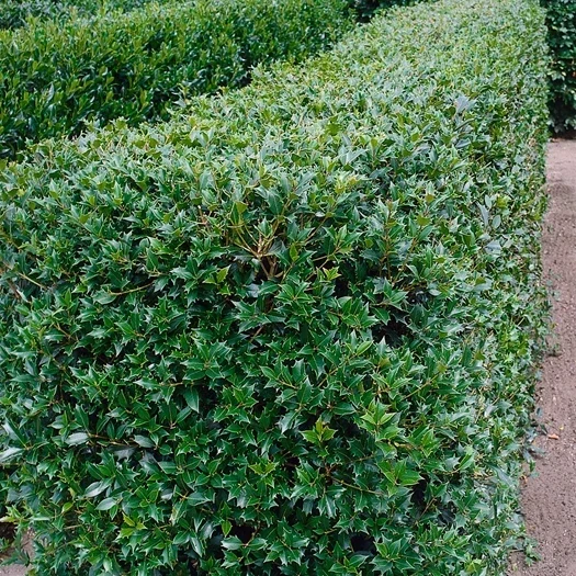 Osmanthus heterophyllus (schijnhulst)