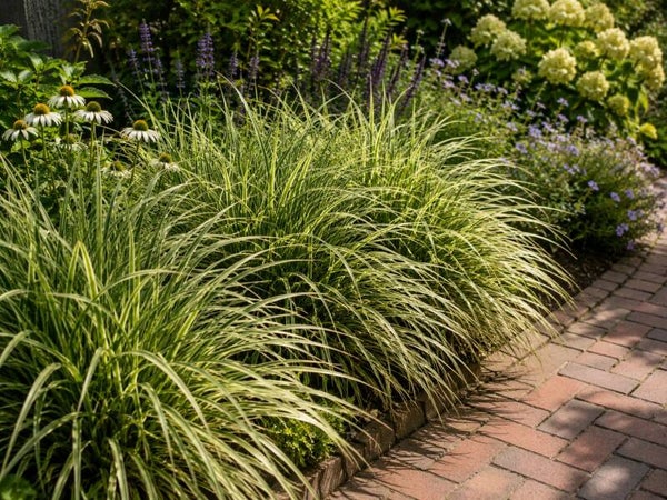 Carex morrowii 'Variegata' (Japanse zegge)