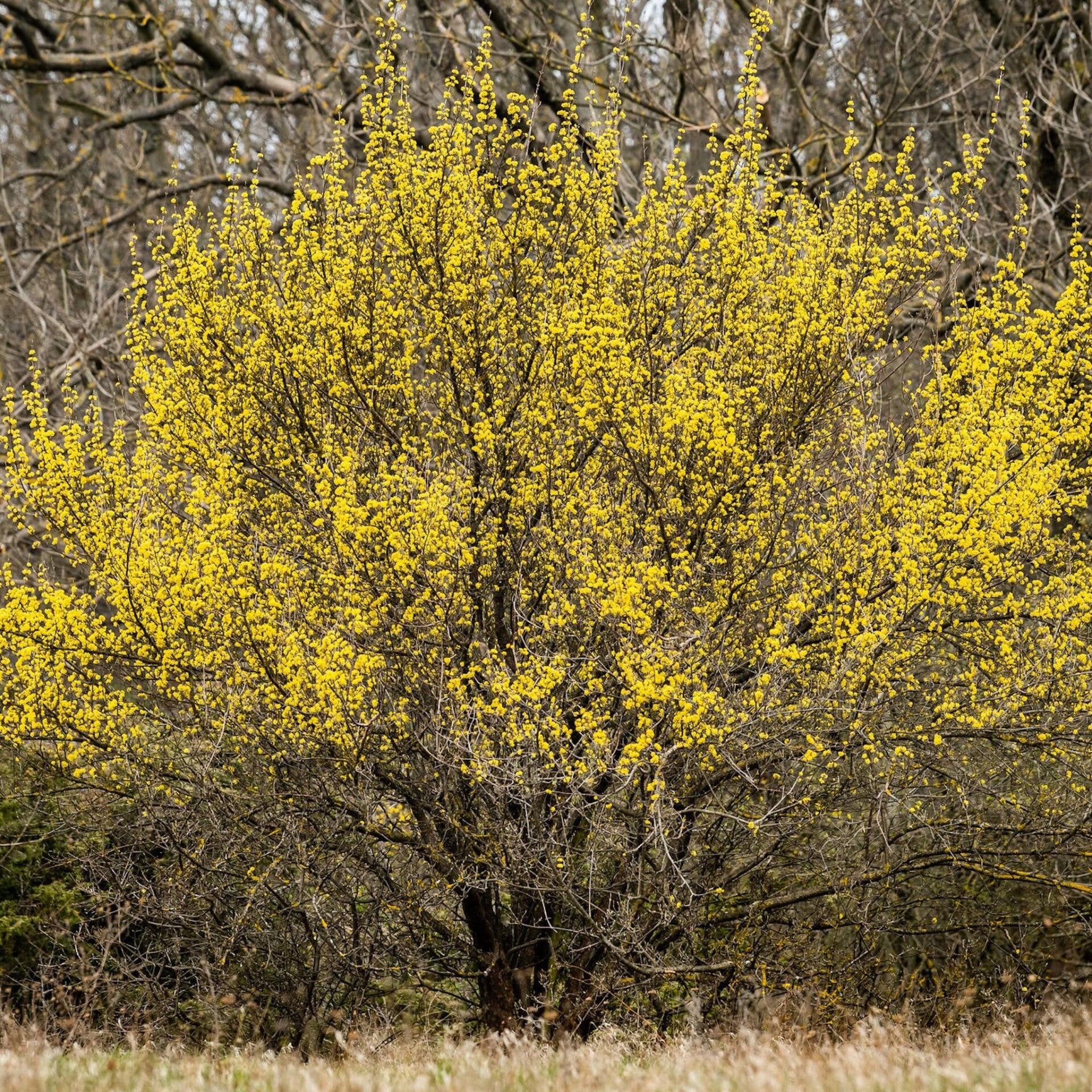 Cornus mas (Gele kornoelje)