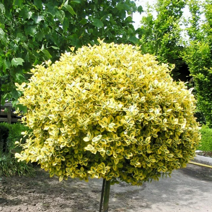 Euonymus fortunei 'Canadale Gold' (Kardinaalsmuts)