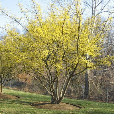 Cornus mas (Gele kornoelje)