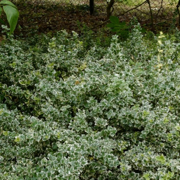 Euonymus fortunei 'Emerald Gaiety' (Kardinaalsmuts)