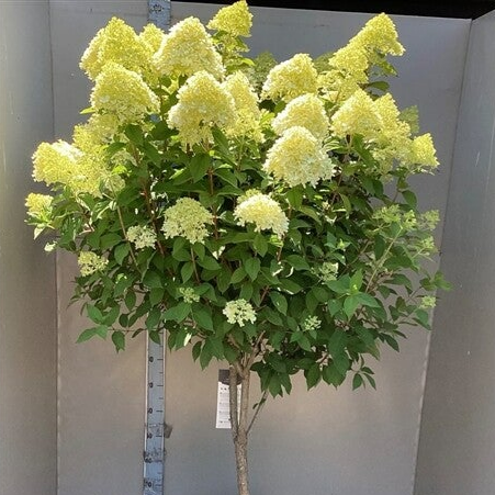 Hydrangea paniculata 'Limelight' ®  (Pluimhortensia)