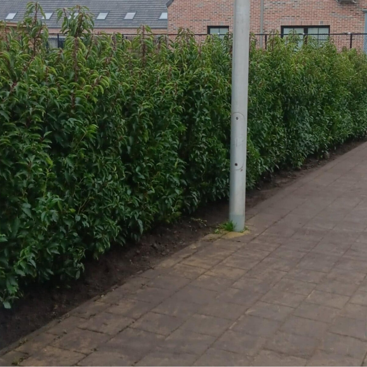 Prunus lusitanica 'Angustifolia' (Portugese laurier)