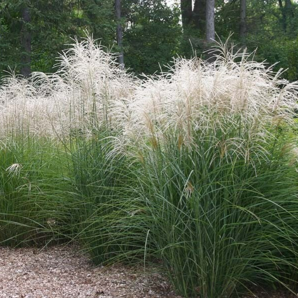 Miscanthus sinensis 'Graziella' (Prachtriet)