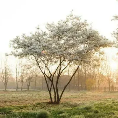 Amelanchier lamarckii (Krentenboompje)