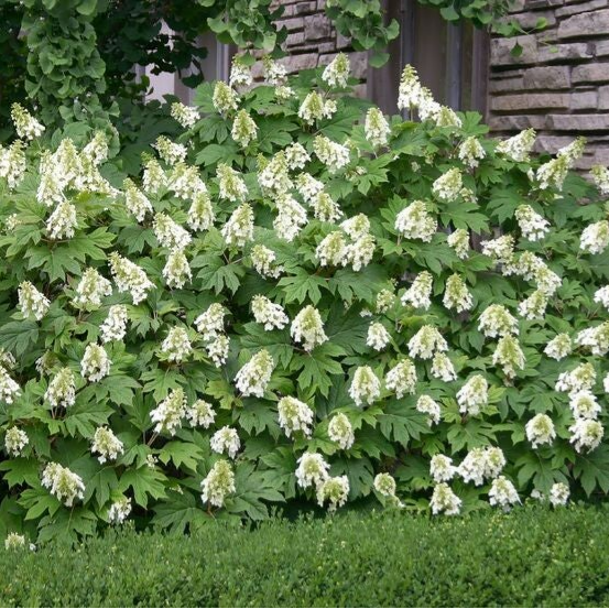 Hydrangea quercifolia 'Snow Queen' ® (Eikenbladhortensia)