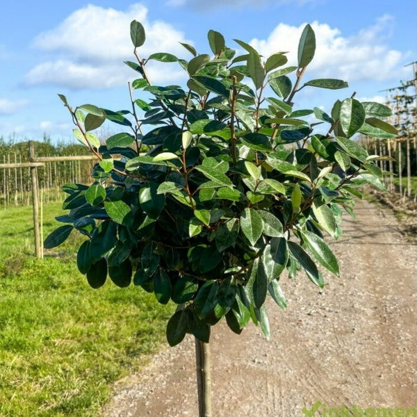 Elaeagnus ebbingei (Olijfwilg)