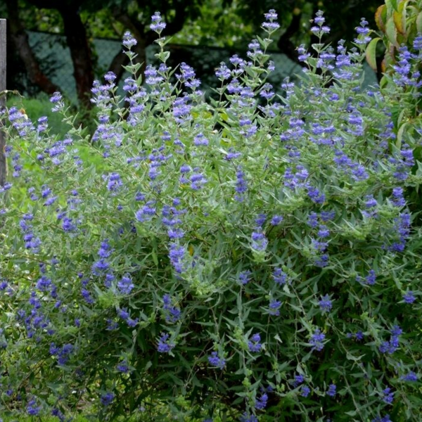 Caryopteris x clandonensis 'Heavenly Blue' (Herfstsering)