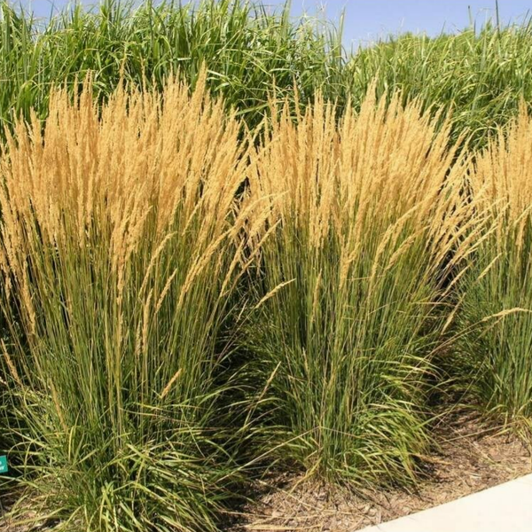 Calamagrostis x acutiflora 'Karl Foerster' (Pluimstruisriet)