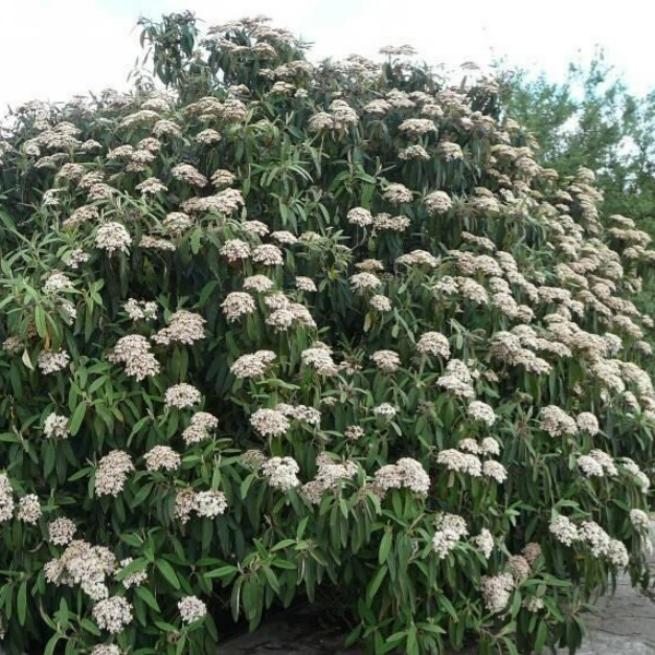 Viburnum rhytidophyllum (Sneeuwbal)