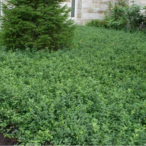Euonymus fortunei 'Green Carpet' (Kardinaalsmuts)