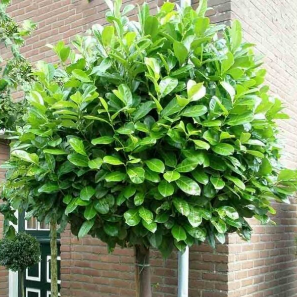 Prunus laurocerasus 'Etna' (laurierkers)