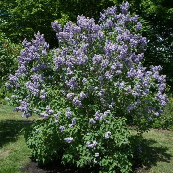 Syringa vulgaris (Sering)