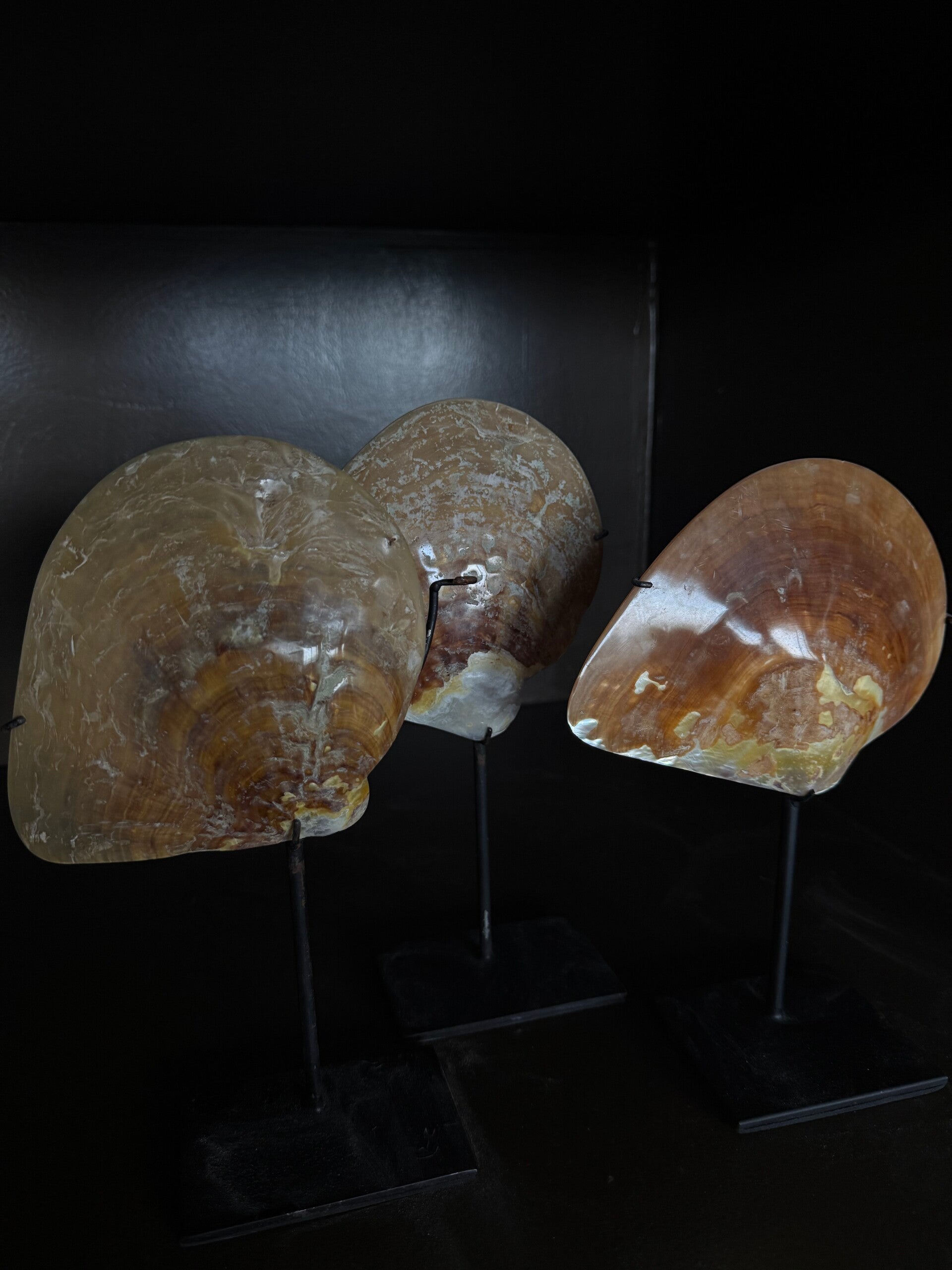 Oesterschelp op standaard