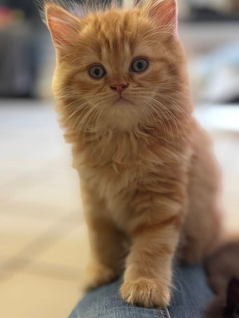 BISCUIT