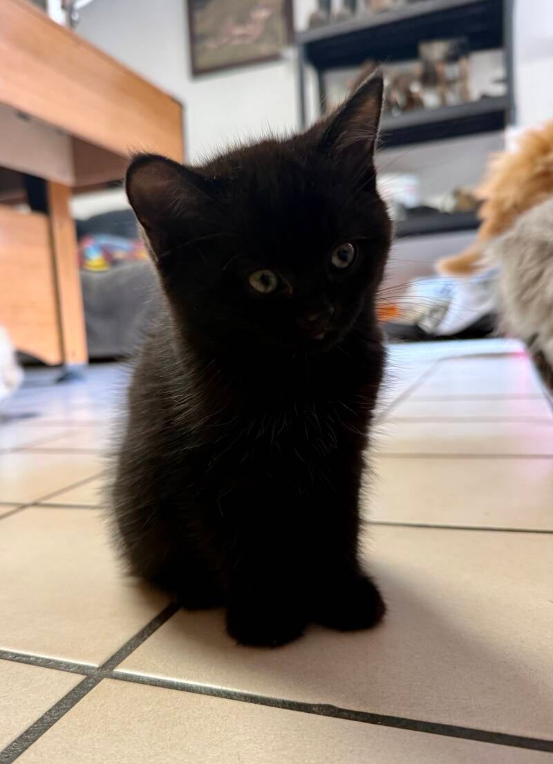 YOKO