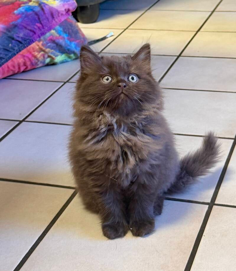 CHOUKI