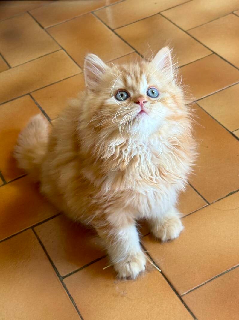 BISCUIT