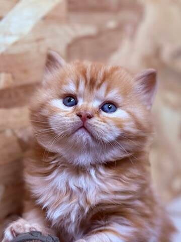 BISCUIT