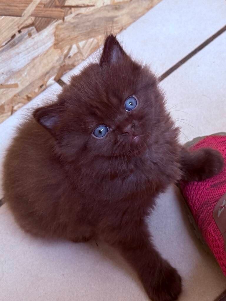 CHOUKI