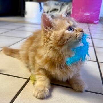 BISCUIT