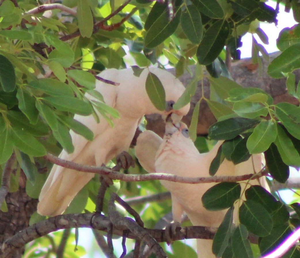 Corellas, white Cockatoo, Australian Birds